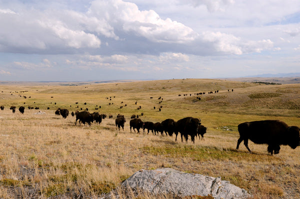 Buffalo walking in a straight line