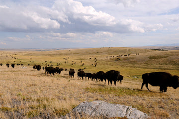 My Rocky Mountain Front High