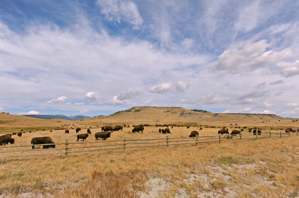 Rocky Mountain Front, David Letterman, Wild Idea Buffalo