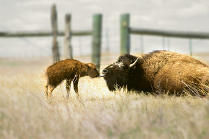 Bison cow sticking tongue out at newborn calf