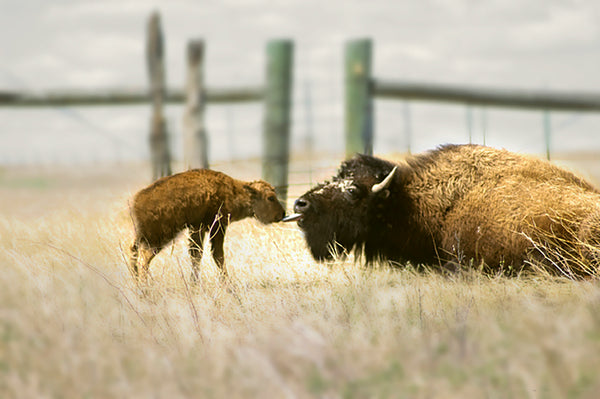 Bison cow sticking tongue out at newborn calf