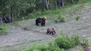 Grizzly Bears