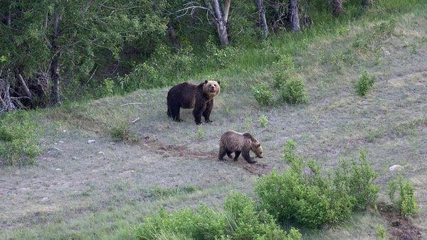 Grizzly Bears