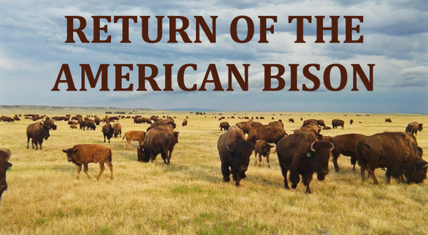 Cover for Return of the American Bison video