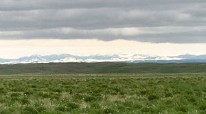 Green ranch pasture in South Dakota
