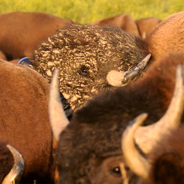 Bull sniffing the prairie air