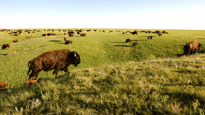buffalo walking along prairie hill