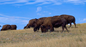Bison grazing on the prairie