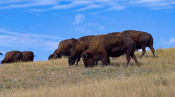 Bison grazing on the prairie