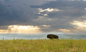 Lone buffalo standing in field against cloudy sky
