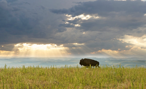 Lone buffalo standing in field against cloudy sky