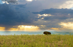 lone buffalo in a field silhouetted by clouds