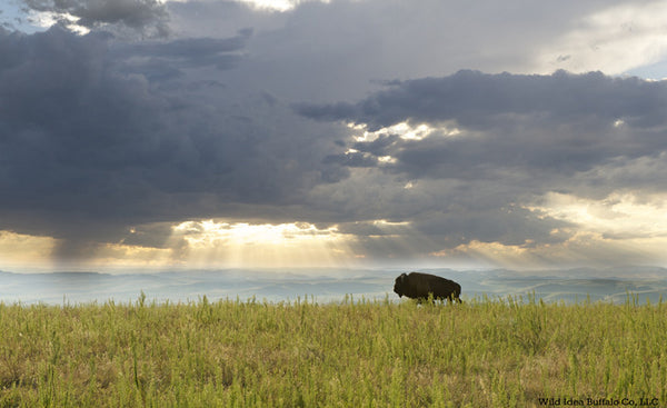 Respecting Our National Mammal