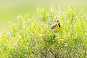 Where the Meadowlarks Resist