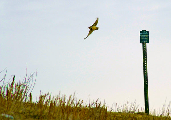 Meadowlark, Great Plains Meadowlark, Western Meadowlark