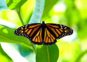 Consider The Monarch