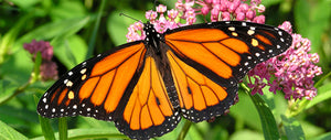 Monarch butterfly on a plant