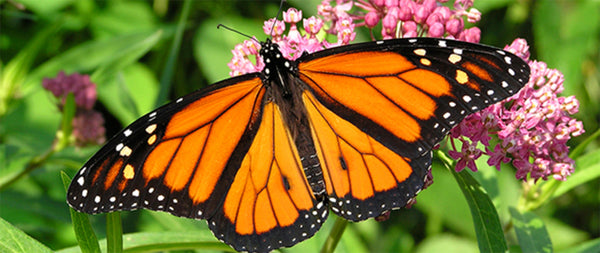 Monarch butterfly on a plant