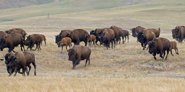 Buffalo running across the summer prairie