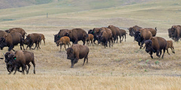 Moving Buffalo For Rotational Grazing