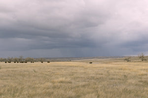 Prairie land with storm clouds on horizon