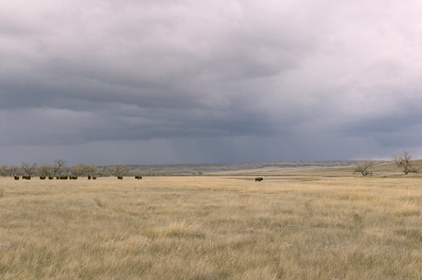 Prairie land with storm clouds on horizon