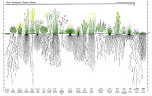 Soil Regeneration