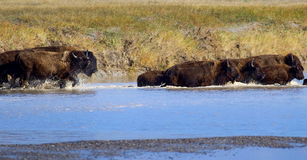 Beauty & Buffalo In The Great Plains