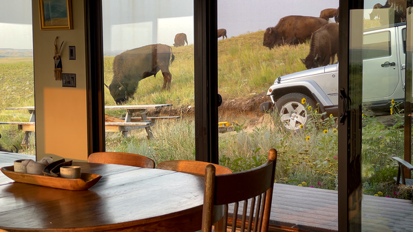 buffalo grazing around a prairie house
