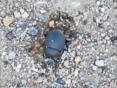 Dung beetle rolling buffalo poop on the prairie