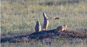 The Wild Neighbors Living Beneath Our Buffalo Range
