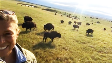 A Tour In Our Bison Herd