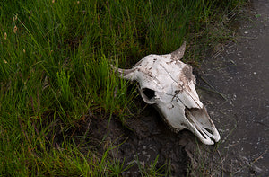 buffalo skull on green grass
