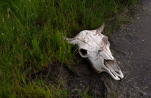 buffalo skull on green grass