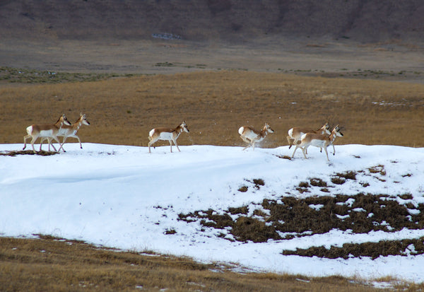 Pronghorn walking across snow on regenerated prairie grass