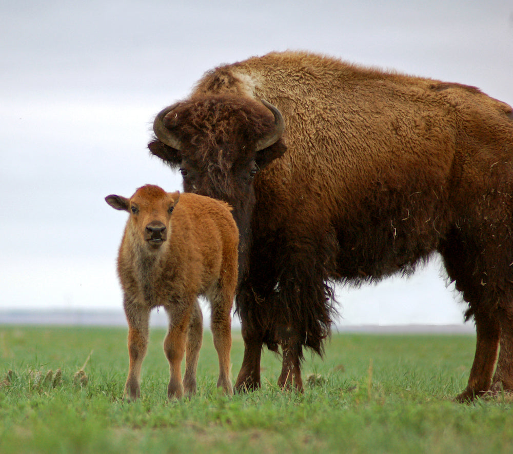 Spring Buffle Calving Season Fulfillment Pause - April 22nd - May 4th – Wild Idea Buffalo