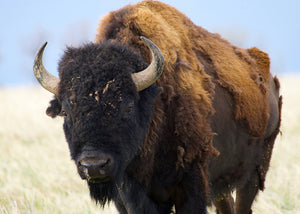Bison, Spring's Shaggy Beasts