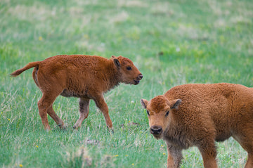 Baby Bison Calves!