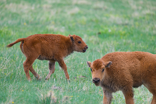 two baby bison calves on the prairie
