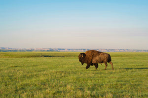 lone buffalo walking through a field