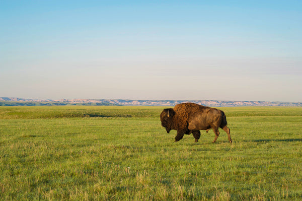 lone buffalo walking through a field
