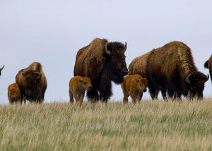 Bison Calves with Bison Cows 