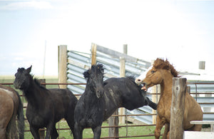 Black horse kicking a red horse as the red horse tries to bite