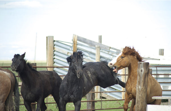 Black horse kicking a red horse as the red horse tries to bite