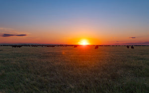 Bison herd on prairie pasture at sunset
