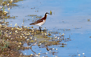 Brown phalarope on the prairie at water's edge