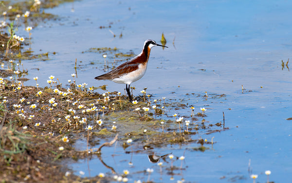 Brown phalarope on the prairie at water's edge