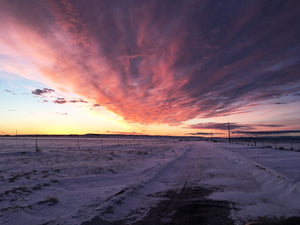 Buffalo Winter