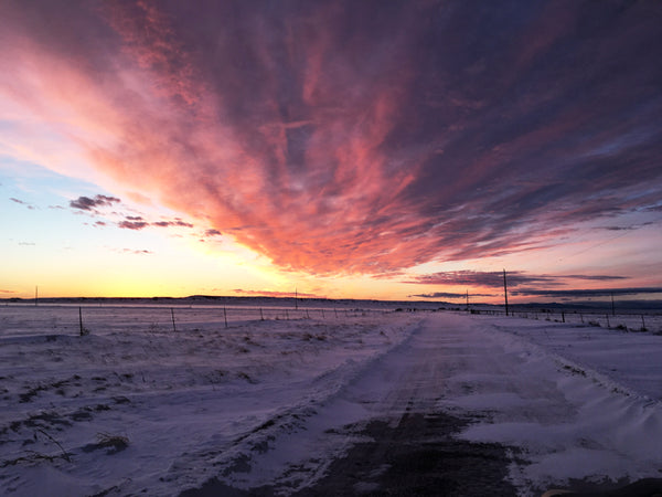 Buffalo Winter