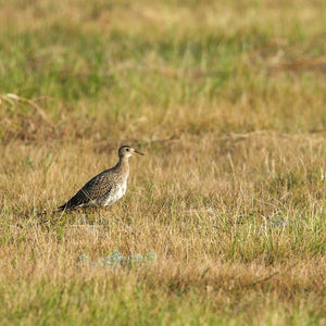 bird standing in prairie grass